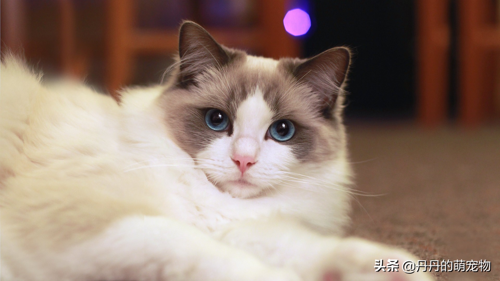 家有小馋猫全集,家有小馋猫怎么办