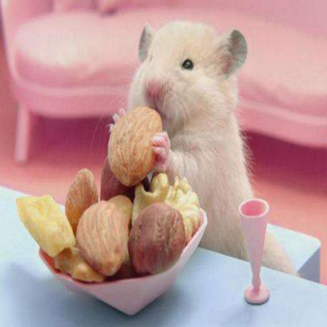 仓鼠怎么养才能防止冬眠,仓鼠怎么养才不会冬眠