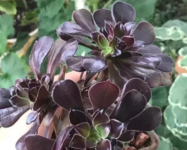 黑法师砍头后侧芽都开花了,黑法师太高了如何砍头