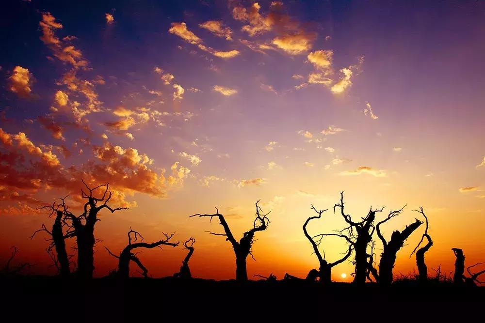 额济纳旅游自由行攻略,额济纳旗旅游最佳省钱攻略