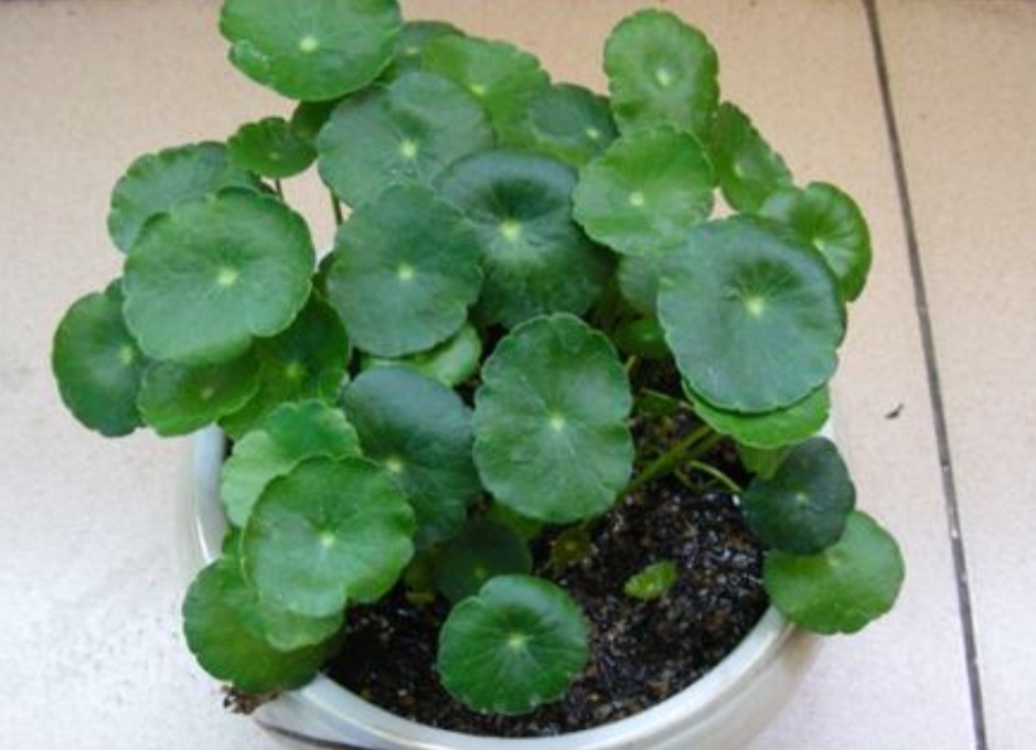 养铜钱草要怎么养才会很茂盛,养铜钱草诀窍很简单