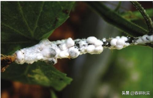 黄瓜灰霉病发生的最适温度是多少,连续阴雨天气怎样预防黄瓜病害