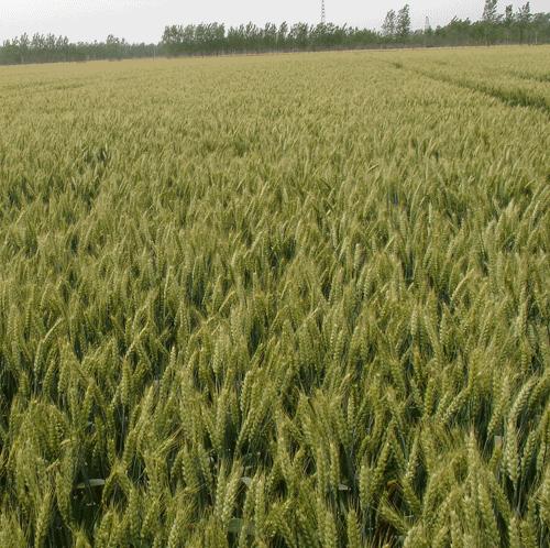 2023河南高产小麦品种排名前10名,2023年河南小麦品种产量排名