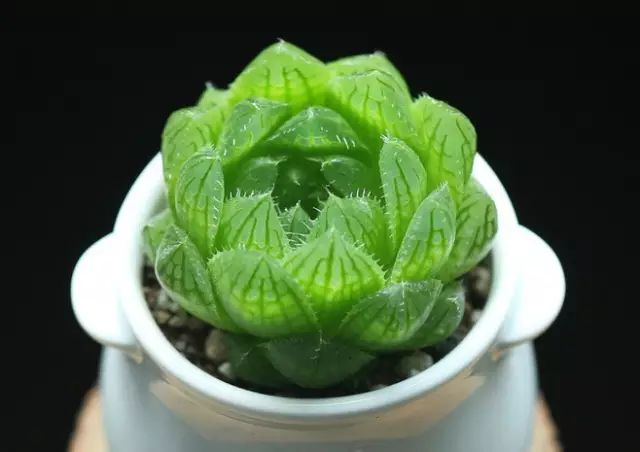 多肉植物好养又容易开花,长相怪异的9种多肉植物