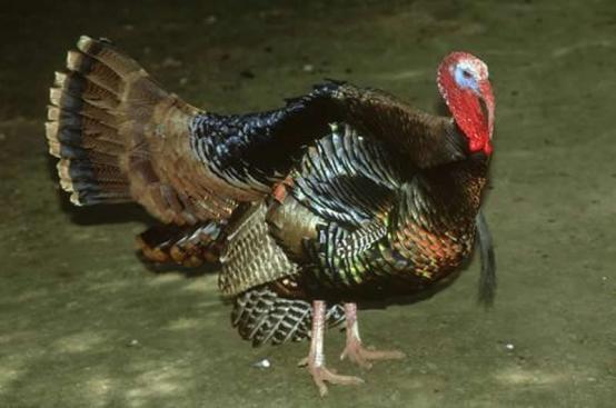 火鸡育雏养殖技术视频教程,火鸡难养