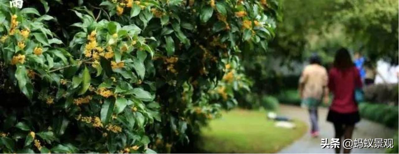 陈从周的园林作品有哪些,陈从周中国园林风格