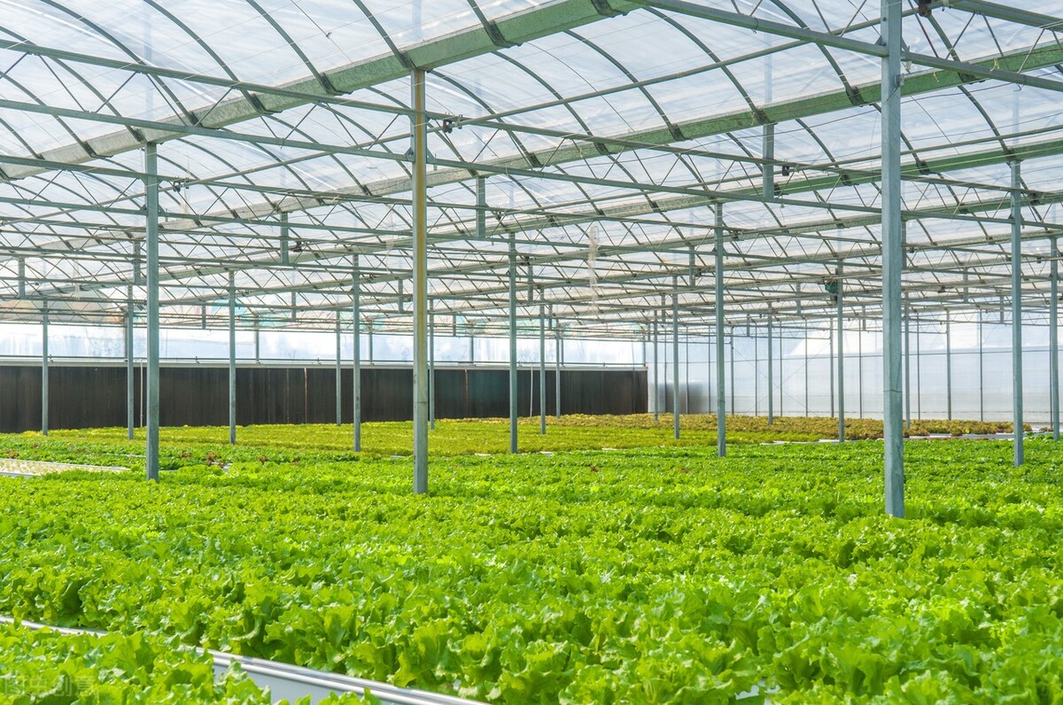 大棚蔬菜的市场前景,2025年大棚蔬菜趋势