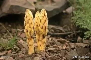 野外发现珍贵的植物千万要注意,新疆南疆常见荒漠野生植物