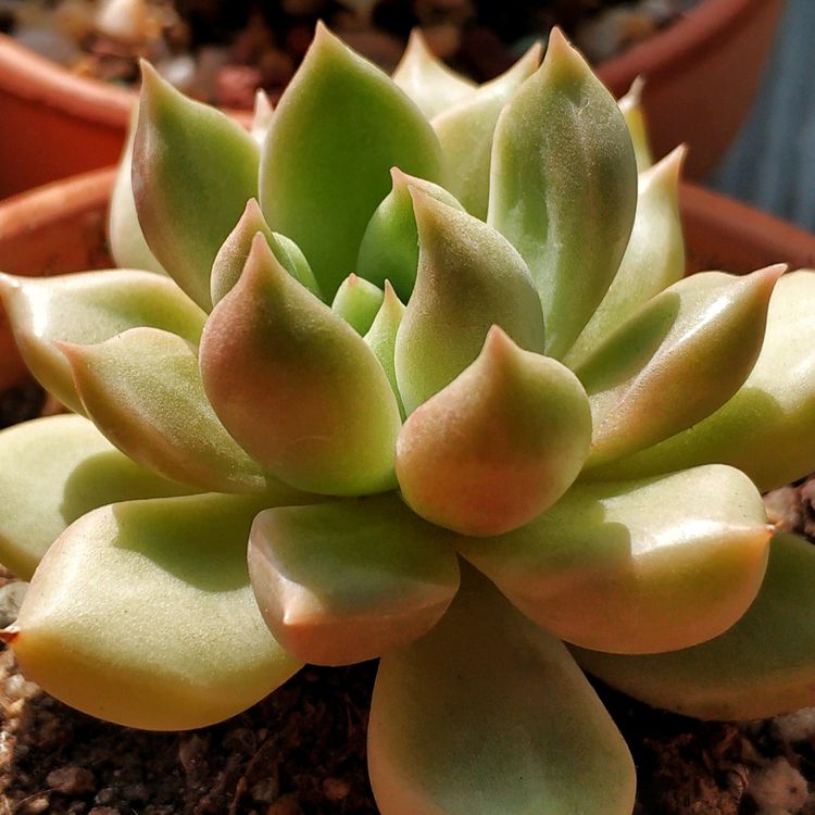 记录多肉长大的全过程,记录所有多肉成长过程