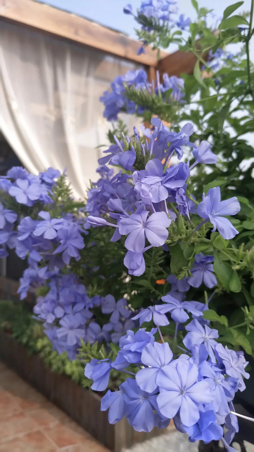 “雪”花那个PiaoPiao，这个世界真好