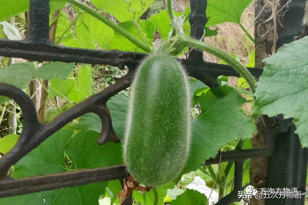 漫谈起源于中国的蔬菜