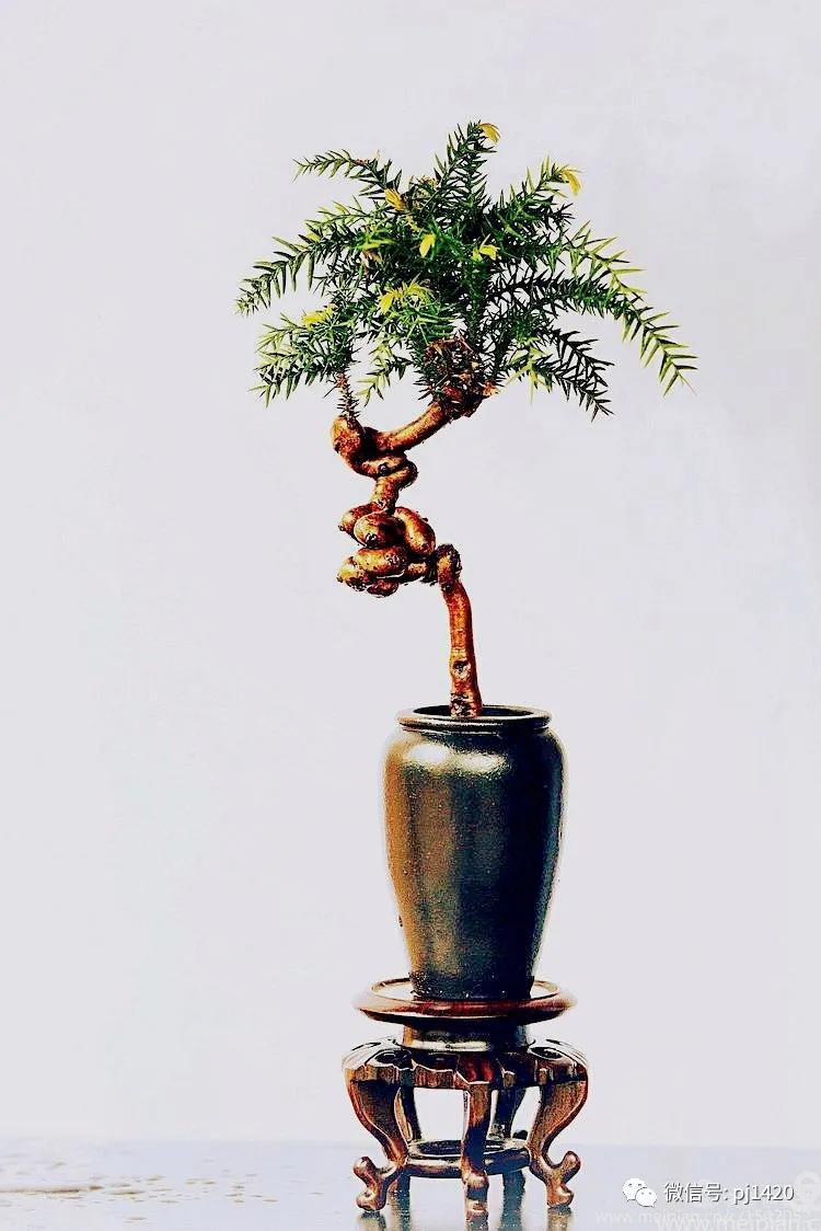 澳洲杉怎么长出漂亮根部,澳洲杉能用赤玉土种植吗