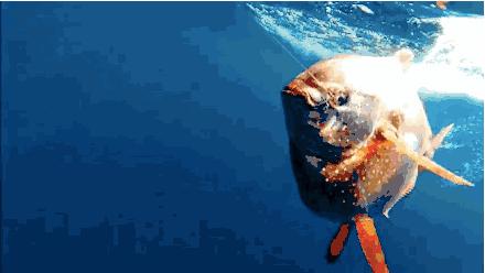 鱼体表粘液增多是怎么回事,鱼粘液起什么作用