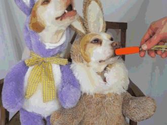 护眼贴对假性近视管用吗,吃叶黄素和贴叶黄素眼贴哪个更好