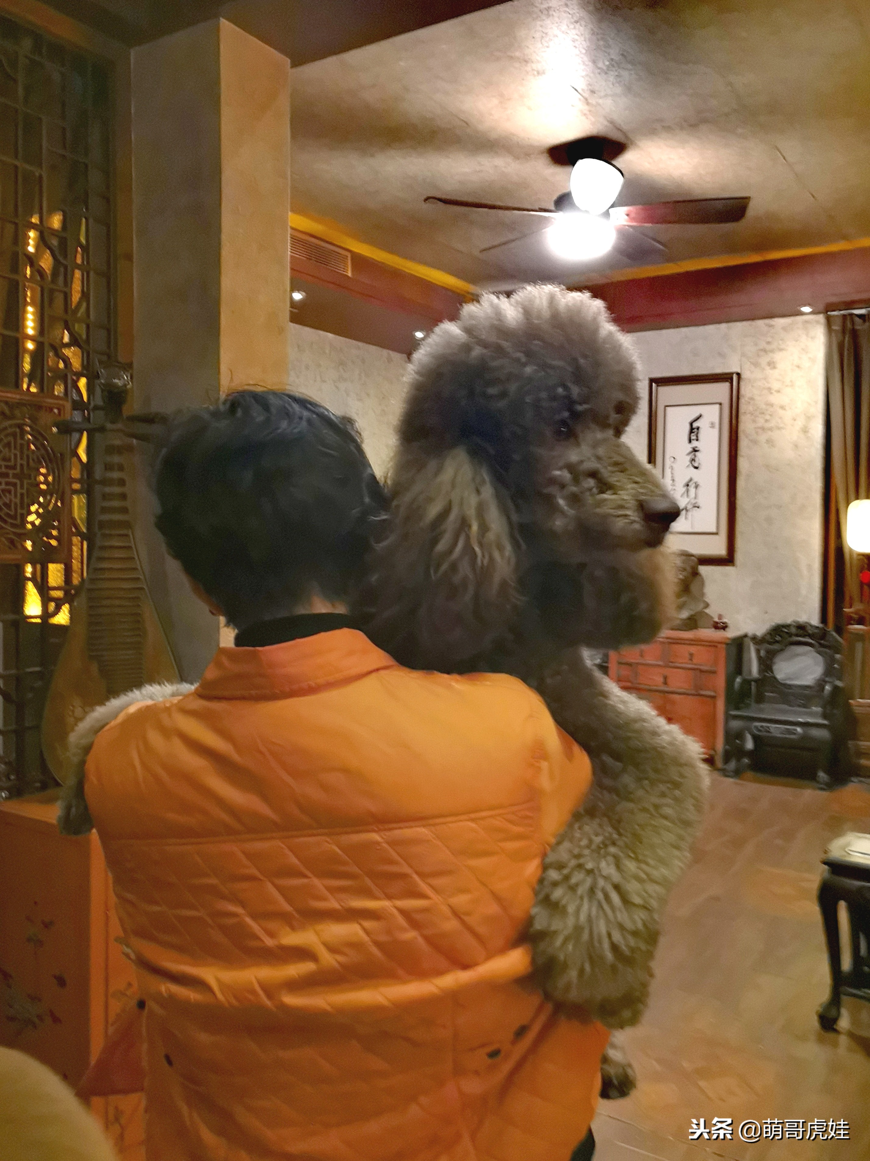 巨型狗狗超级可爱贵宾犬,巨型贵宾犬遇见其他狗狗