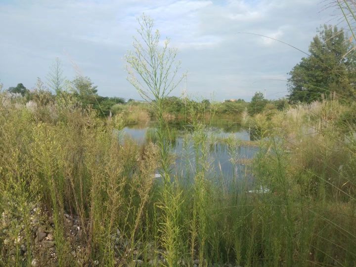 江油附子专卖店,四川江油生附子