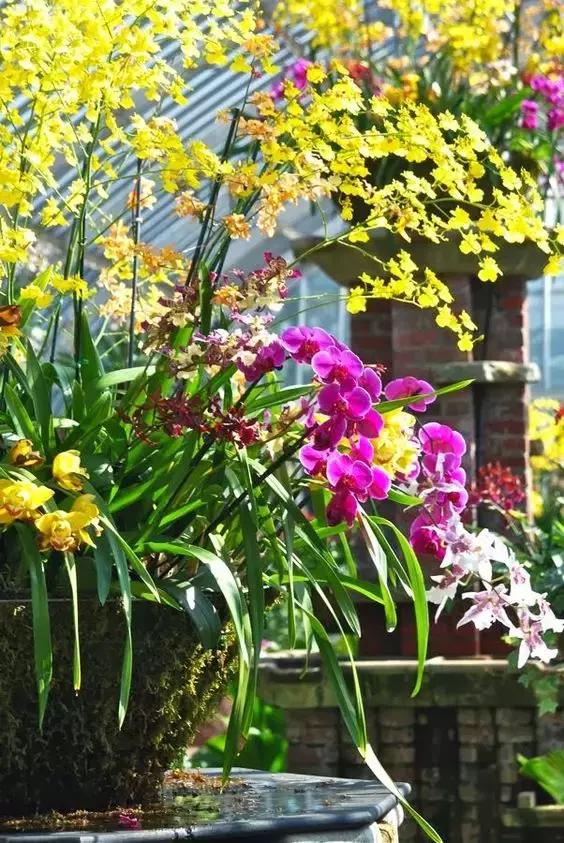 中国兰花名品介绍与欣赏,盆栽极品兰花喜迎新春