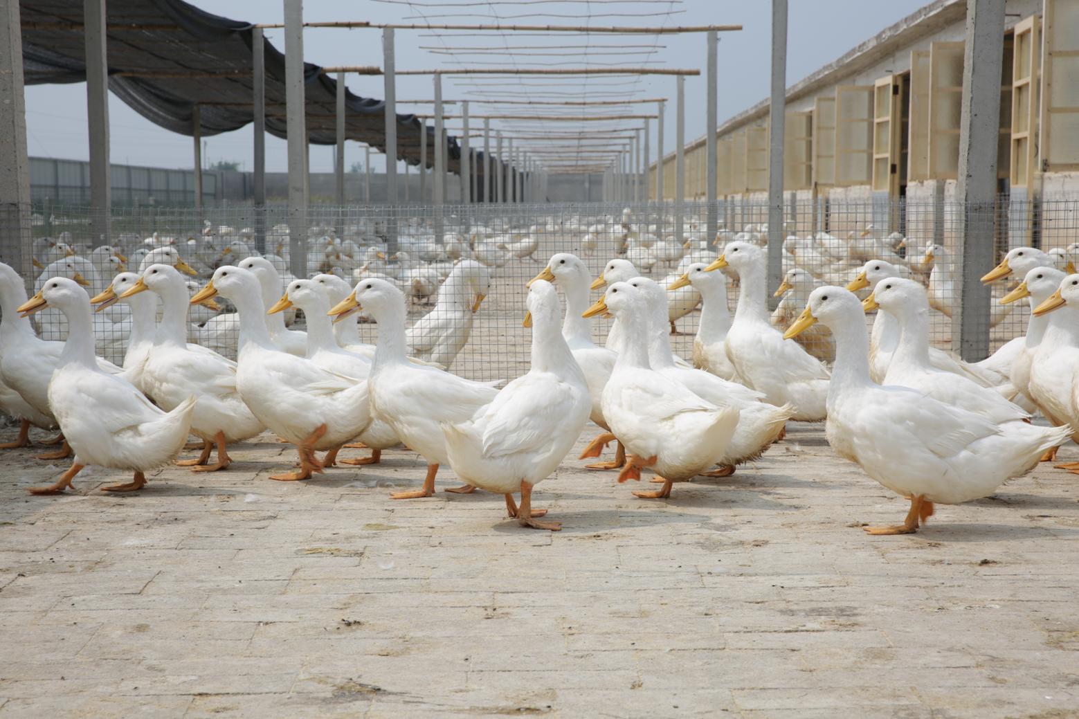 北京烤鸭哪一家最好吃而又不贵,最地道的北京烤鸭超上头的