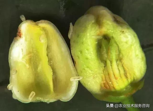 柑橘虫害高清图谱及防治方法,柑橘虫害物理消灭