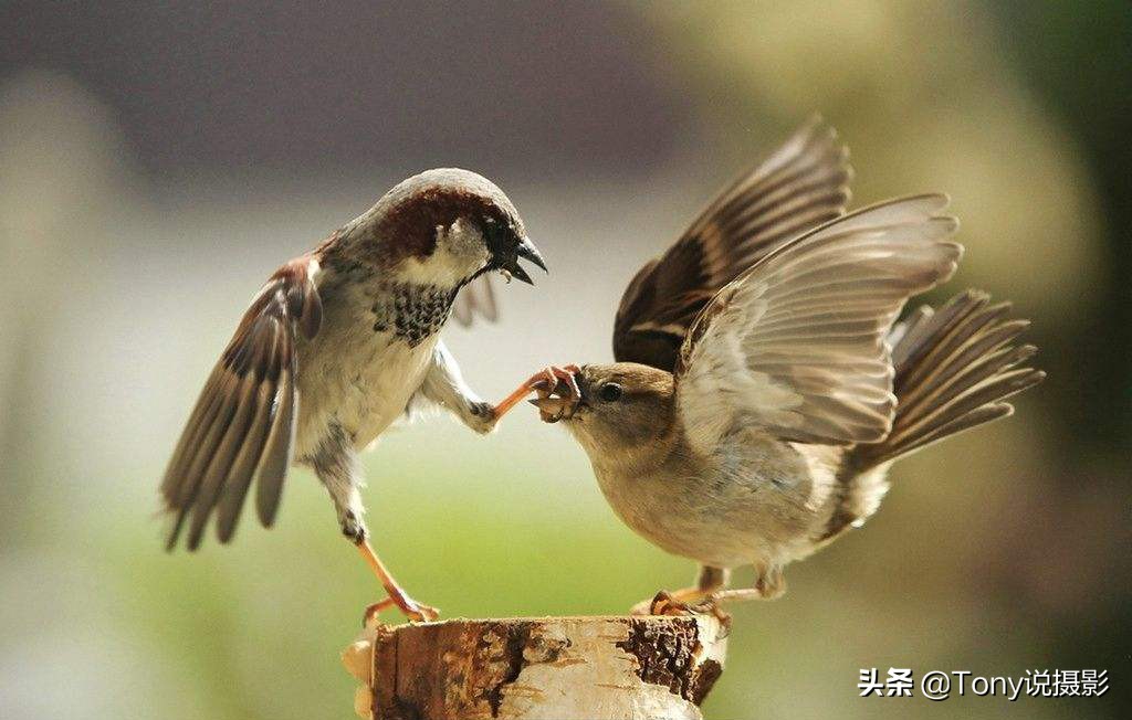 摄影拍鸟如何拍出白色羽毛的细节,如何拍鸟这些鸟类摄影技巧要学会