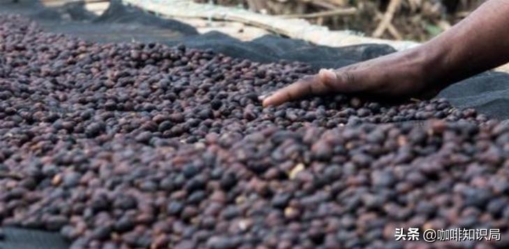 缅甸咖啡豆特点,缅甸咖啡特点