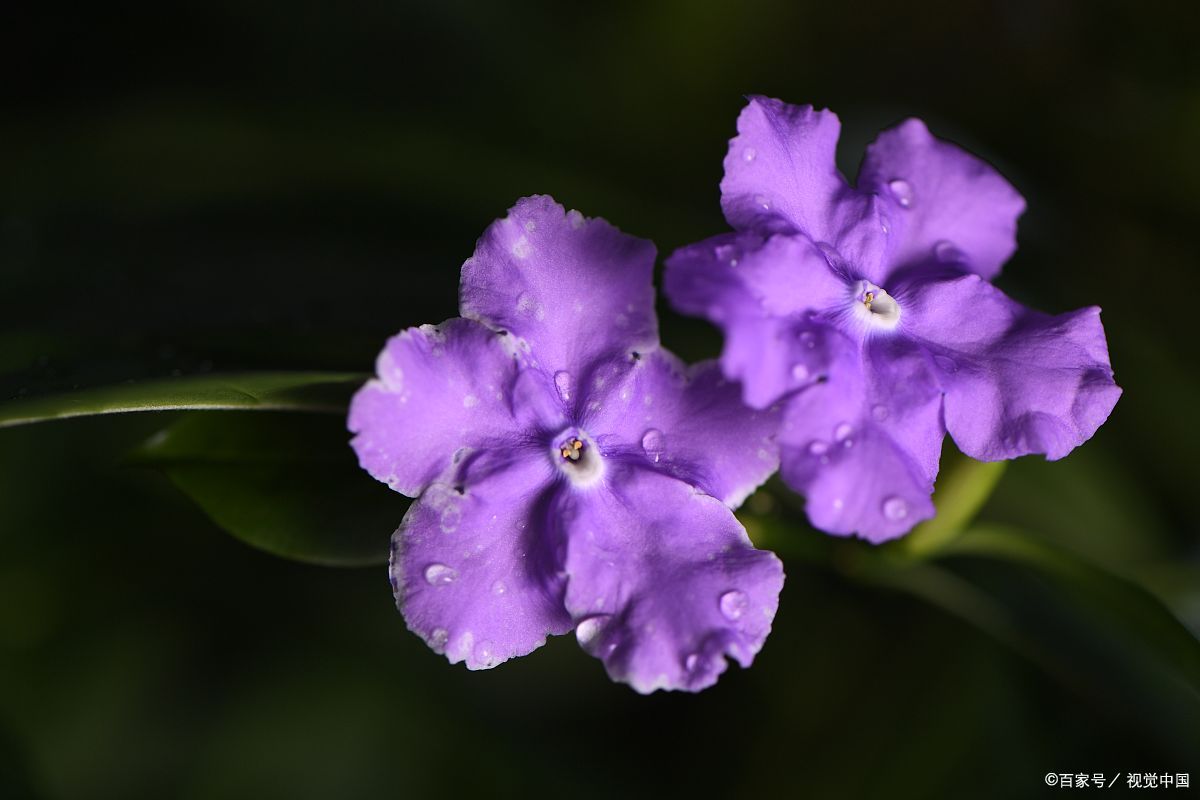 养栀子花茉莉注意什么,怎样才能让鸳鸯茉莉开花爆盆