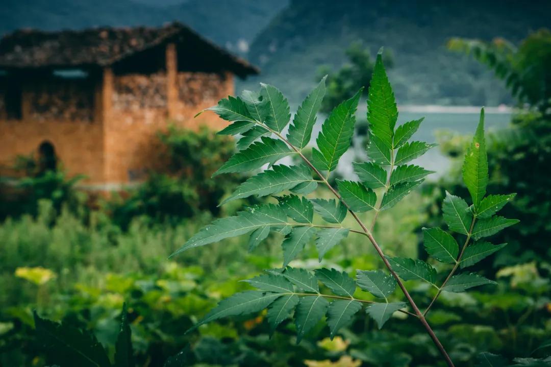 广西这片地方，美如仙境，万里雪白花海，春去旅居好去处
