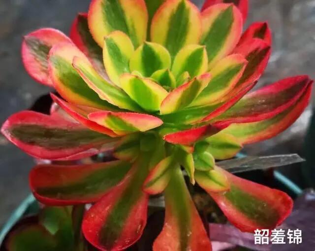 多肉法师韶羞现在能摘心吗,多肉法师欧紫跟韶羞的对比图