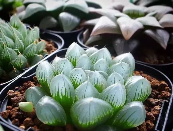 世界十大漂亮名贵花卉,植物研究世界名贵花卉