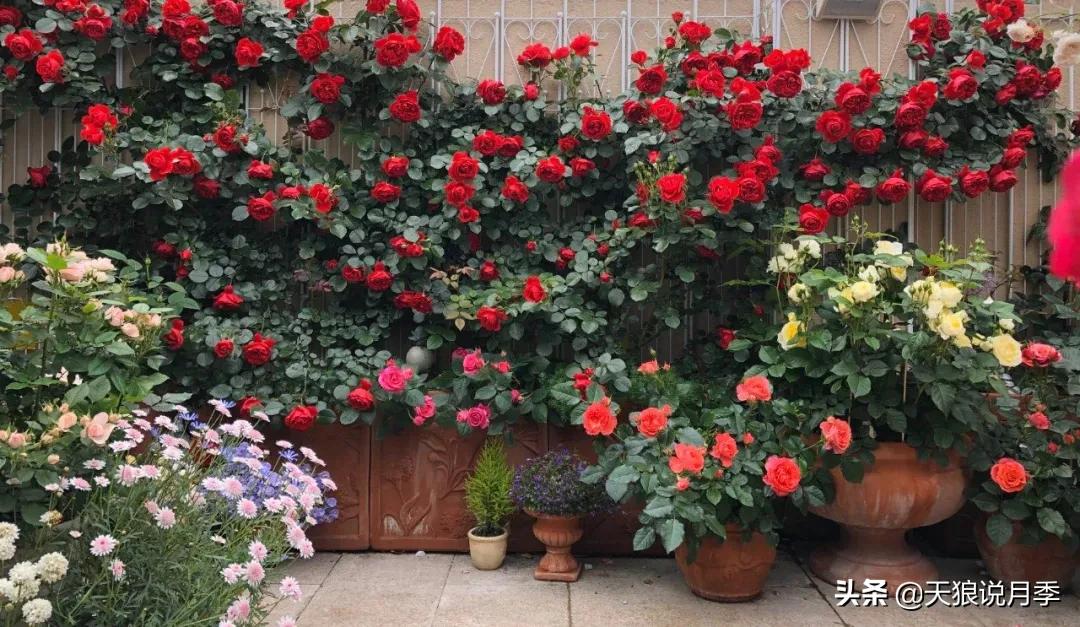 阳台还可以种植什么花种,阳台上也可以种出好看的花