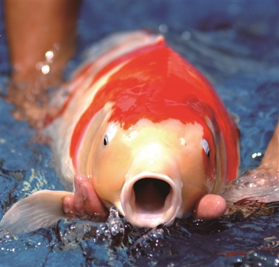 新手养锦鲤注意事项,新手养锦鲤如何防止鱼病