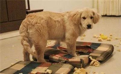 狗狗乱咬东西怎么纠正视频,狗狗训练不乱咬东西教程