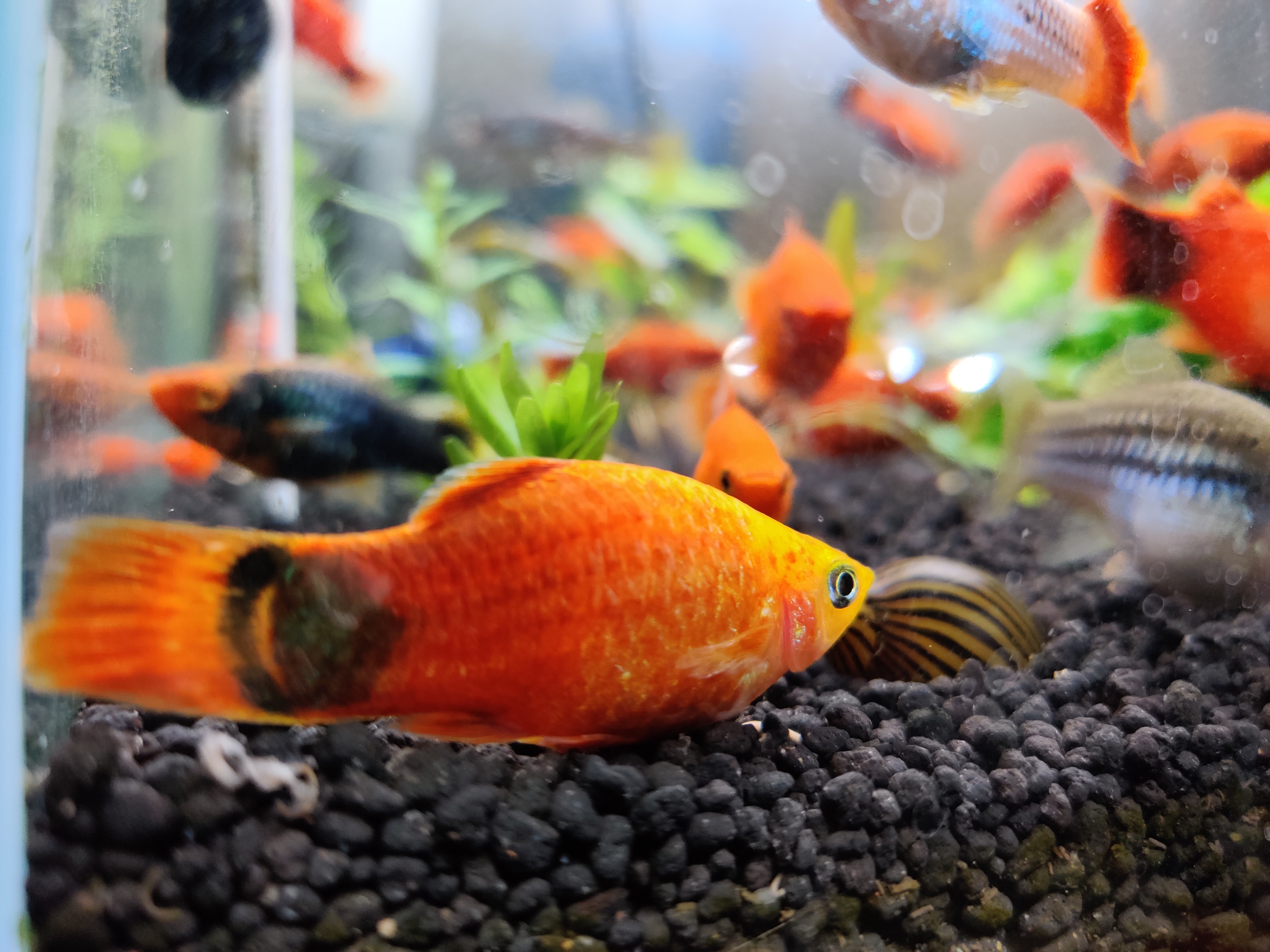 新手养鱼的正确方法和注意事项,新手养鱼的方法和注意事项