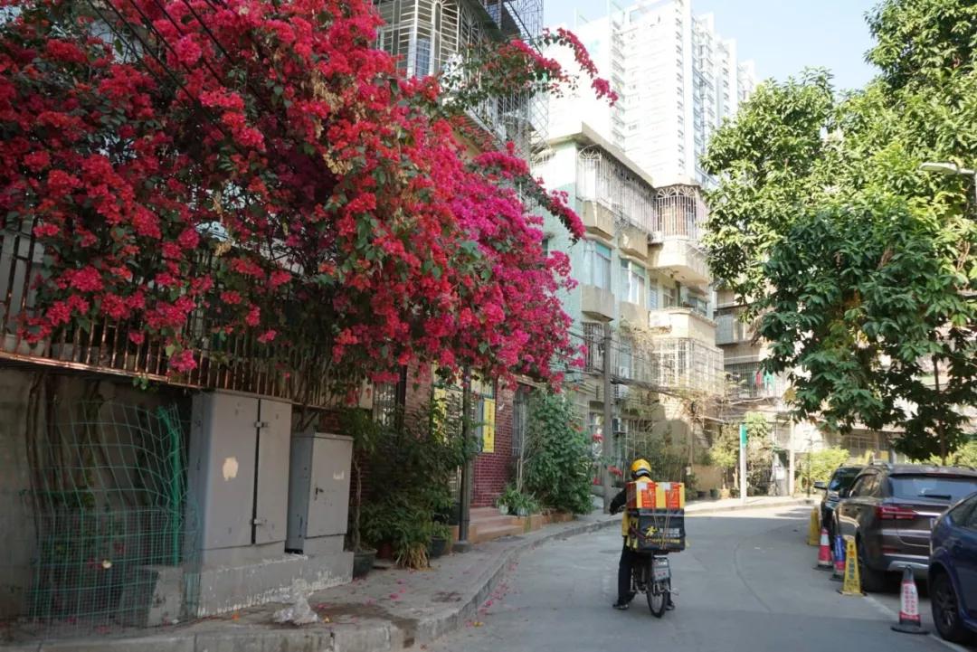 华侨新村，羊城闹市中的世外桃源