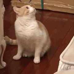 猫咪也会生气的视频,猫咪生气发怒哈气是怎么发出的