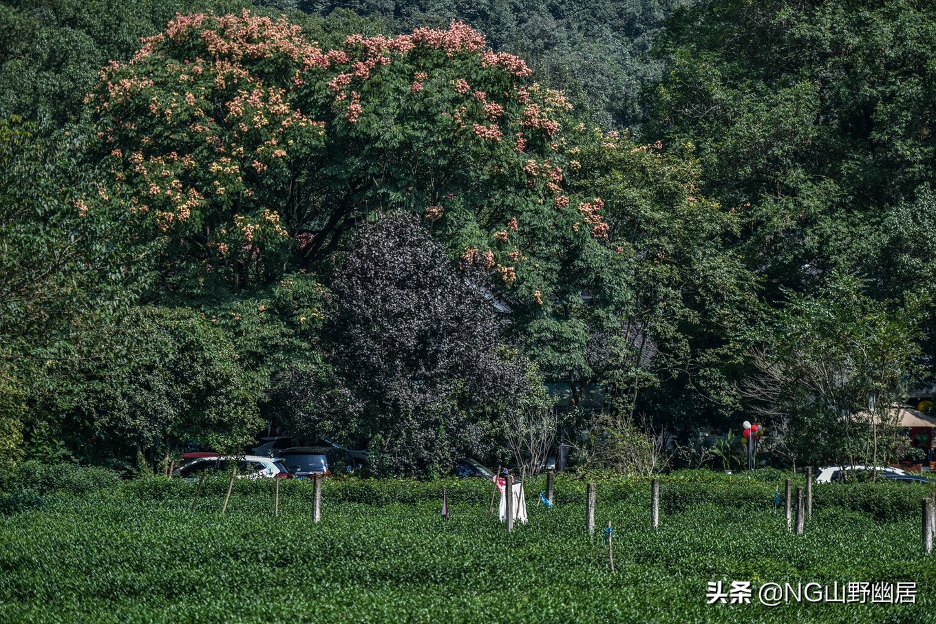 杭州九溪秋色最佳时间,杭州西湖九溪秋天几月份好看