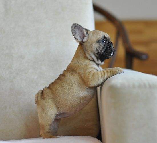 法牛的优点和缺点,法牛好养吗