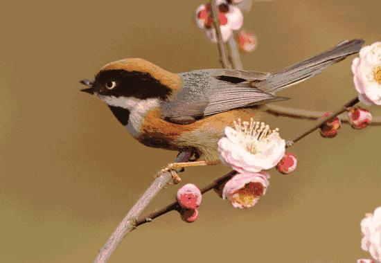 真正的中国十大名花,中国十大名花超漂亮