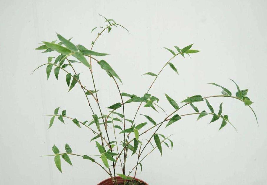 没有院子养不活的植物,既能放盆里又好养的竹子