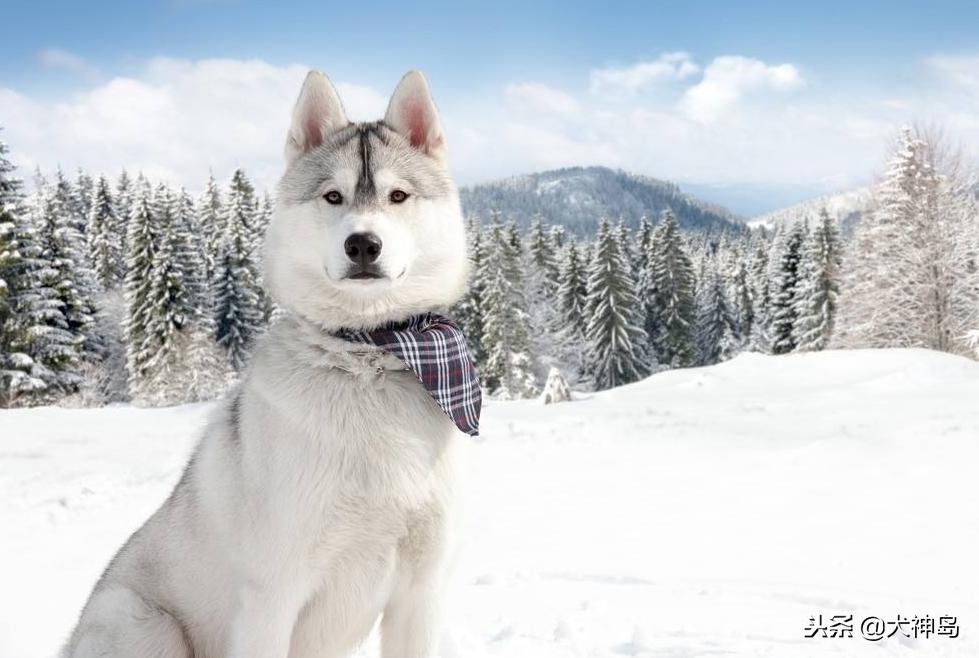 犬科叫兽阿拉斯加雪橇犬,阿拉斯加半岛有阿拉斯加雪橇犬