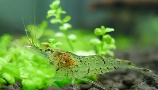 除了换水还有什么办法去水藻,鱼缸不换水有办法清除水藻