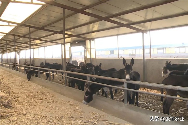 高台近郊休闲农业为民增收添动力,高台特色产业拓宽群众致富路