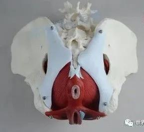 “啪啪啪”的玄机，原来在这块肌肉上