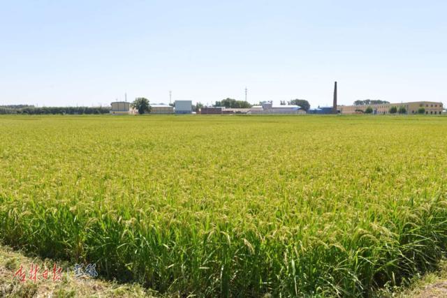 吉林大米热销第一名,一举夺得60枚金牌