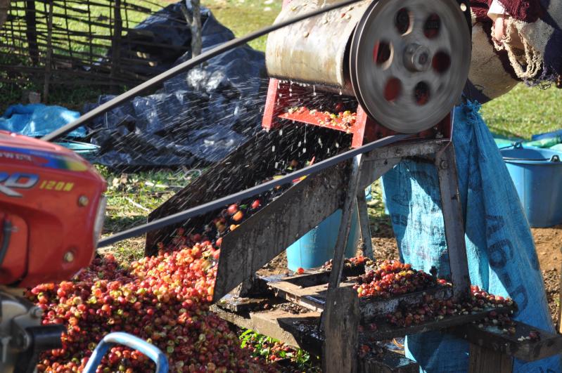 来自西双版纳的老挝冰咖啡,秋天的第一杯咖啡星巴克