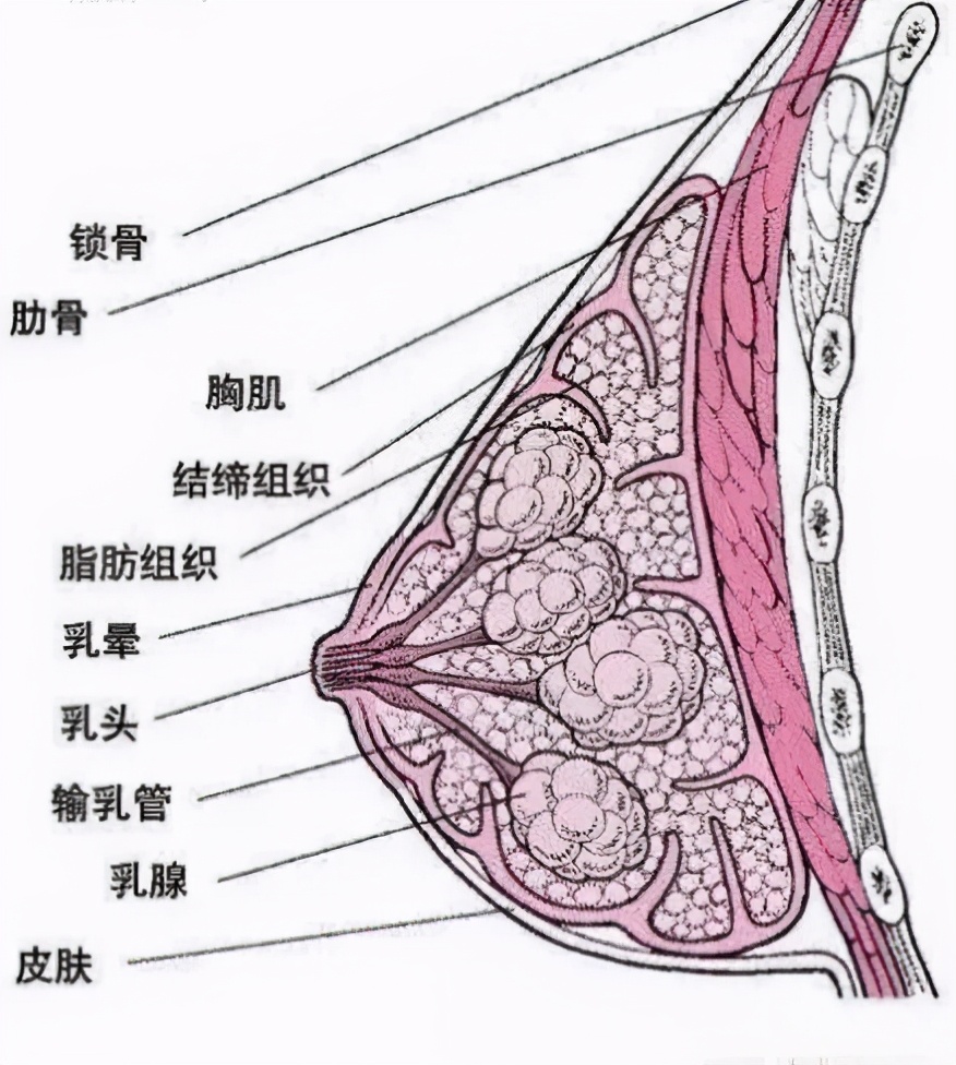 此按摩非彼按摩，硬嗑乳房按摩那些事儿