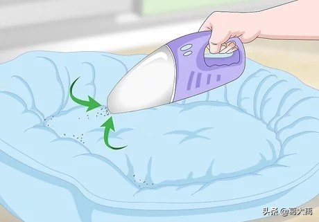 夏季如何辩认跳蚤的咬痕