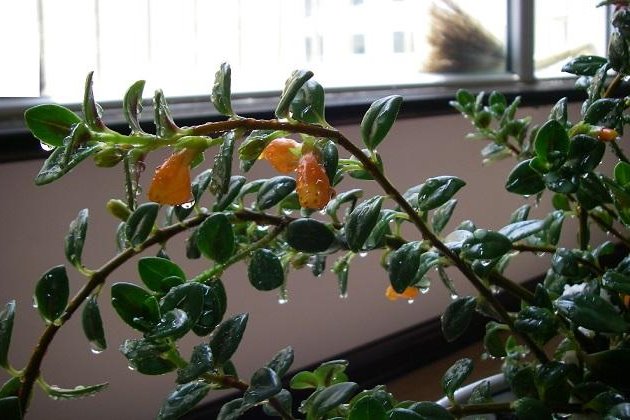 金鱼吊兰冬天需要天天晒太阳吗,金鱼吊兰立冬怎样剪枝冬天能开花