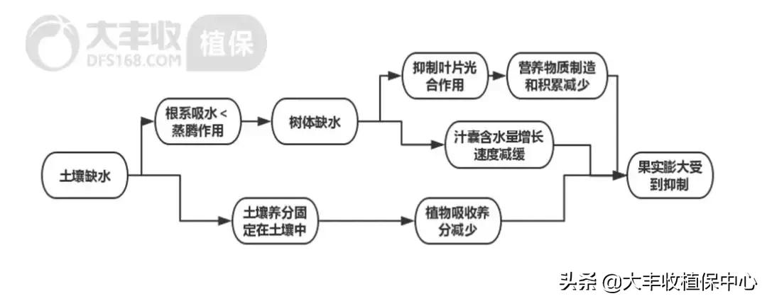 怎样管理柑橘中等果多,柑橘果柄增粗有什么办法