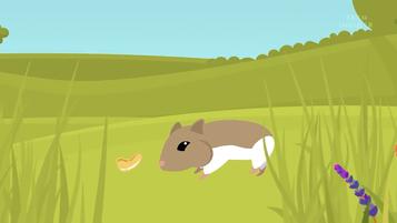 仓鼠的嘴巴到底有多大啊,仓鼠的嘴巴有什么可爱的地方